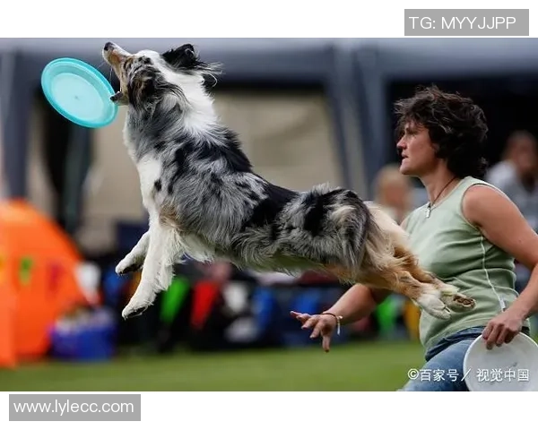 南京飞盘队耐力对比深度解析与训练策略探讨